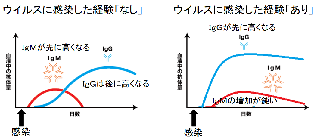 日本人は新型コロナウイルスに対して免疫を持っている可能性　低い死亡率の原因？の画像 3/6