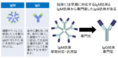 日本人は新型コロナウイルスに対して免疫を持っている可能性　低い死亡率の原因？の画像 2/6