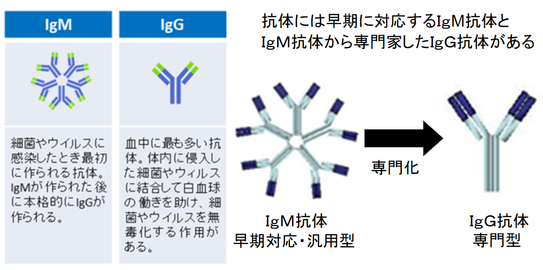 日本人は新型コロナウイルスに対して免疫を持っている可能性　低い死亡率の原因？の画像 2/6