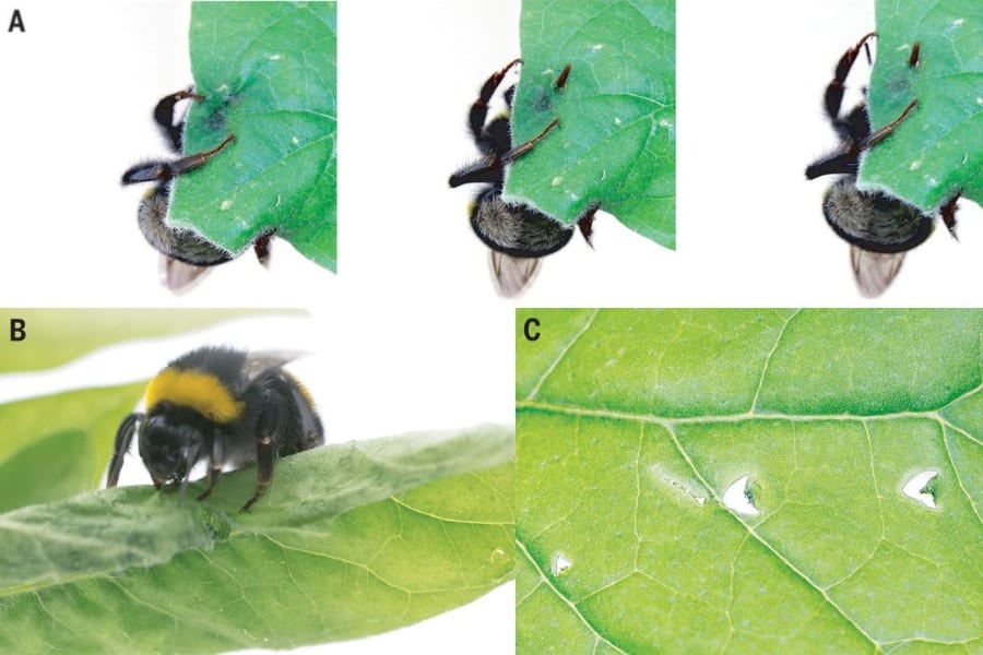 花粉に飢えたマルハナバチは葉に「半月型の穴」を開けることで30日も開花を早めていた