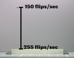 1秒間に374回転！生物界一の高速スピンを誇る「トビムシ」の画像 6/7