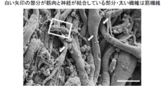 生きた筋肉と脊髄を接続したバイオボットの作成に成功！の画像 4/6