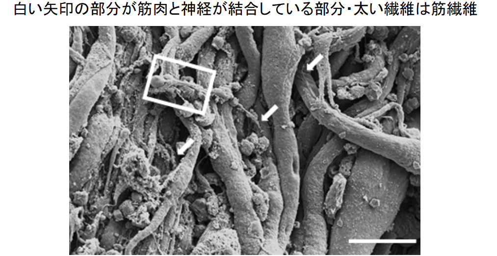 生きた筋肉と脊髄を接続したバイオボットの作成に成功!の画像 4/6