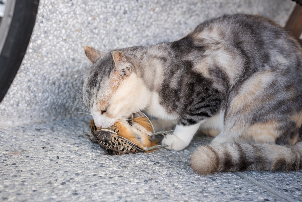 放し飼いの「飼いネコ」が在来種を脅かしている事実が報告されるの画像 3/7