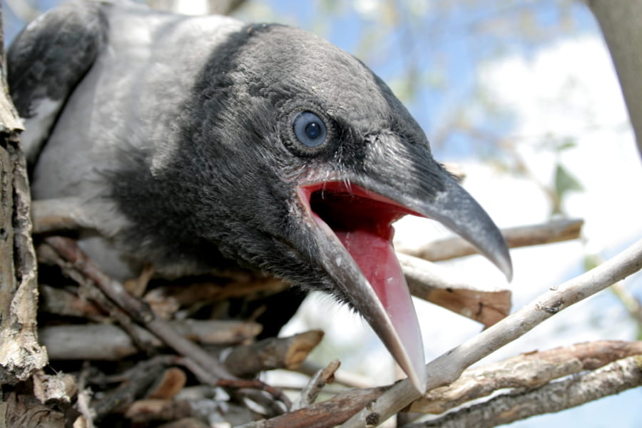 カラスは「危険人物」の顔を覚えて、仲間に拡散できるという研究