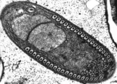 蚊をマラリア感染から守る謎の微生物が発見される！日本のマラリア予防にも最適？の画像 2/4