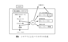 白アリは再生可能エネルギーだった!?「1枚の紙から2リットルもの水素を生成可能」の画像 3/3