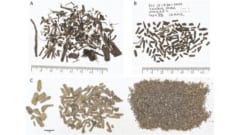 自分のうんちで溺れて集団死した「古代ナマケモノ」の化石を発見の画像 3/3