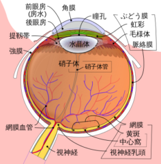 ヒトの目を超越した人工眼球「EC-EYE」とはの画像 3/5