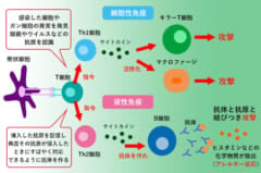 新型コロナワクチンの臨床試験が成功　抗体を確認（中国）の画像 2/3