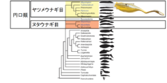 石炭紀の怪物「タリーモンスター」が脊椎動物だと判明！　決め手はケラチンの画像 3/3