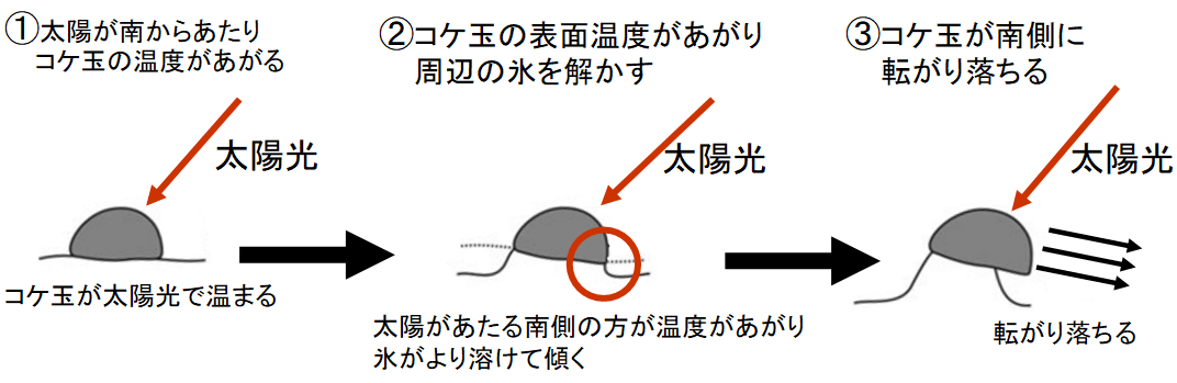 北極ではコケ玉が群れで同じ方向に転がる!?　奇妙な生態を調査の画像 4/7