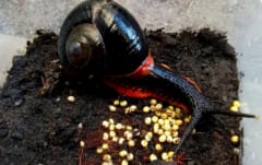 全てが謎に包まれている…赤いカタツムリ「Fire snail」の画像 5/7