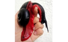 全てが謎に包まれている…赤いカタツムリ「Fire snail」の画像 2/7