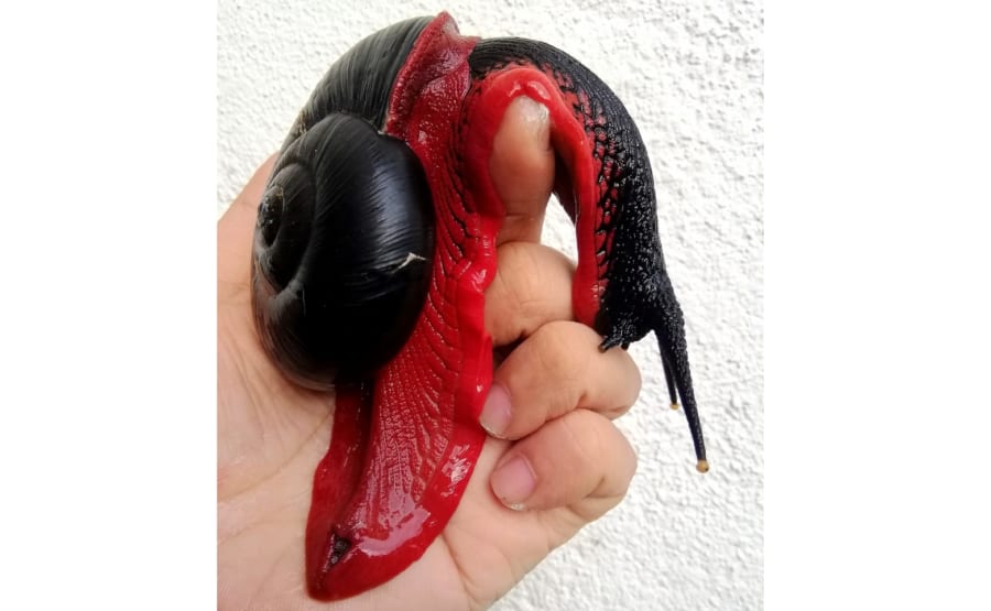 全てが謎に包まれている…赤いカタツムリ「Fire snail」