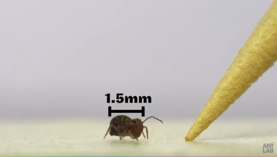 1秒間に374回転！生物界一の高速スピンを誇る「トビムシ」の画像 2/7