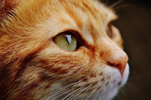 放し飼いの「飼いネコ」が在来種を脅かしている事実が報告される