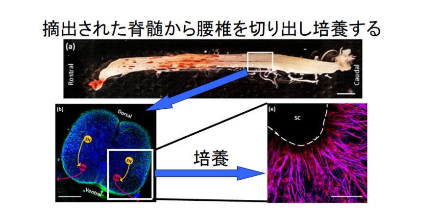 生きた筋肉と脊髄を接続したバイオボットの作成に成功！