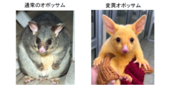 ピカチュウそっくりな謎の動物がゲットされる！　黄色く輝く「ネズミ」の正体は？の画像 2/2