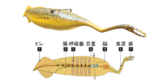 石炭紀の怪物「タリーモンスター」が脊椎動物だと判明！　決め手はケラチン