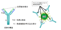 新型コロナウイルスの感染を完全に防ぐ抗体薬が作成されるの画像 3/3