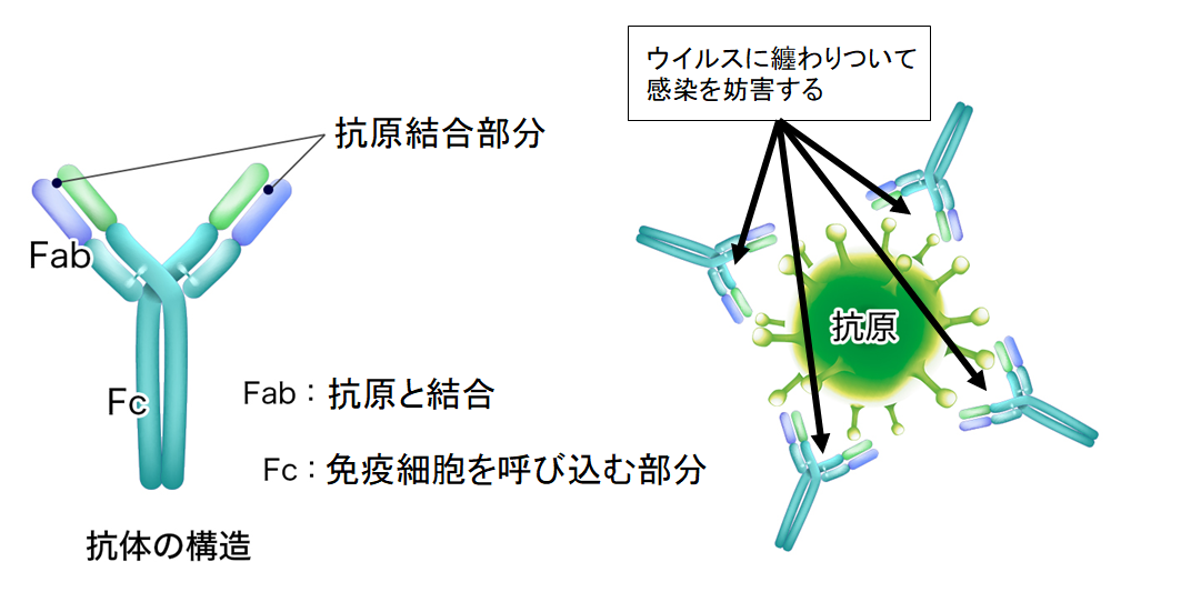 新型コロナウイルスの感染を完全に防ぐ抗体薬が作成されるの画像 3/3