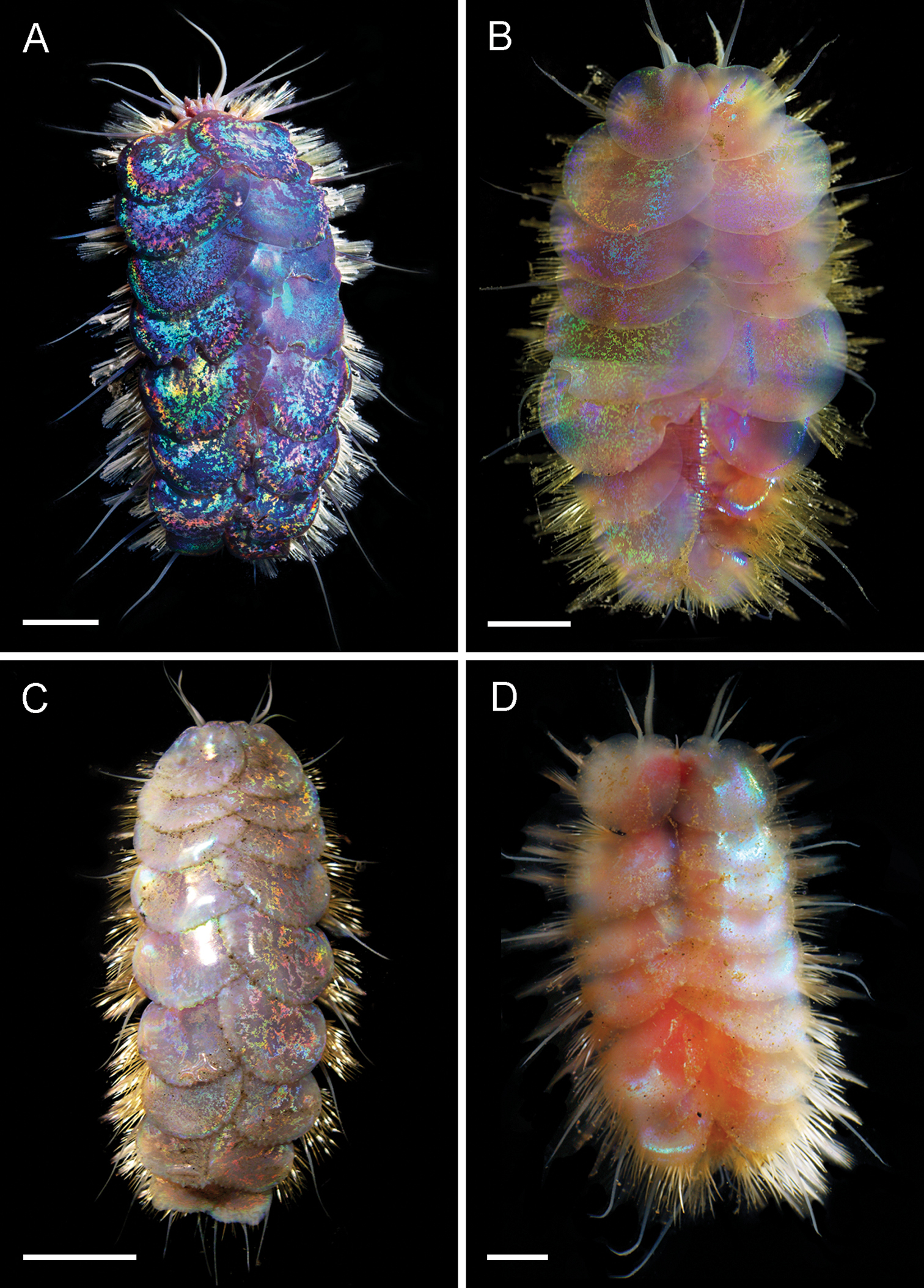 深海生物なのにカラフルな新種を発見！名前はエルヴィス・プレスリーに由来の画像 2/3