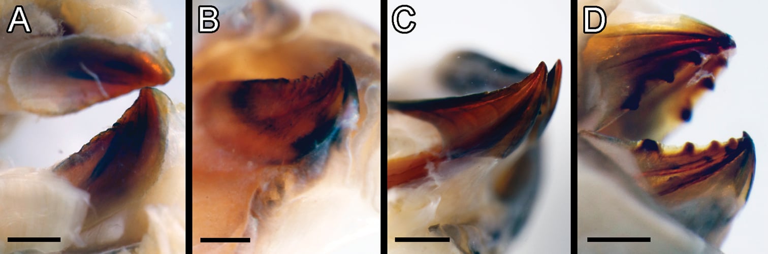 深海生物なのにカラフルな新種を発見！名前はエルヴィス・プレスリーに由来の画像 3/3