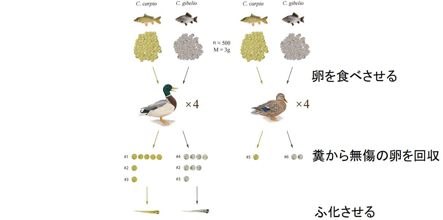 魚卵は鳥に食べられても生きたまま糞から出てくると判明！　魚は糞によって別の湖に移動していたの画像 3/4