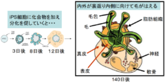 ハゲ治療に革命が！　iPS細胞から「髪が生えた皮膚」を作ることに成功の画像 2/6