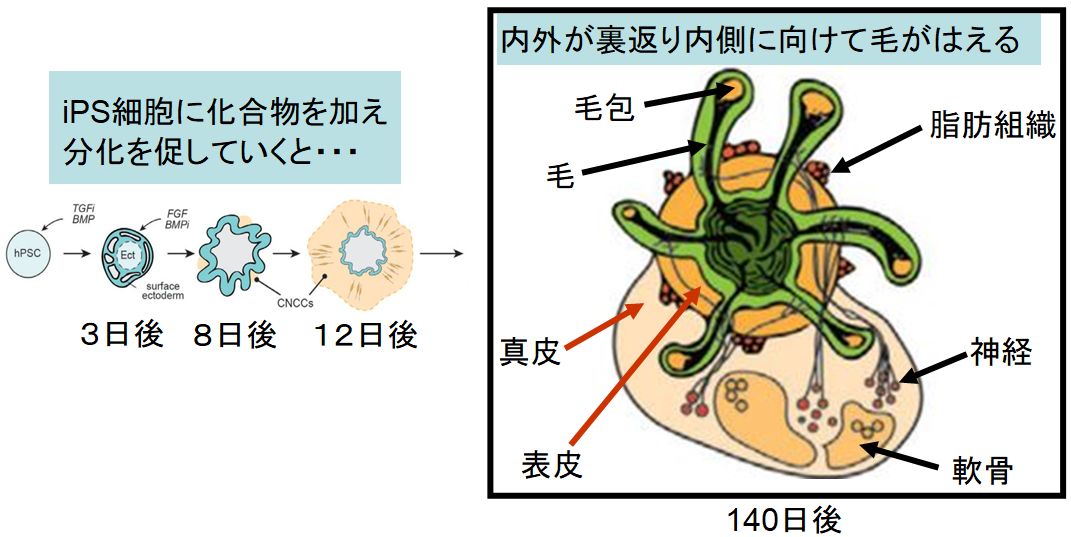 ハゲ治療に革命が！　iPS細胞から「髪が生えた皮膚」を作ることに成功の画像 2/6