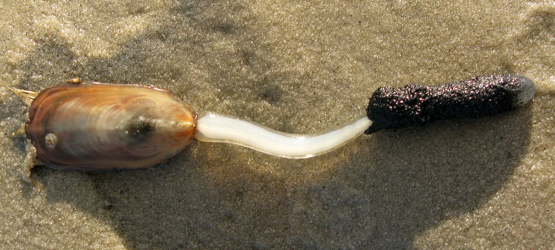 最古の寄生虫が発見される！　寄生虫っていつから存在するの？の画像 4/6