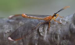 なぜ？　オーストラリアにしかいない昆虫の化石がカナダで発見される。の画像 2/4