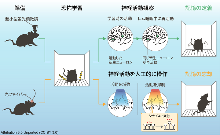 悪夢を見るのは”脳の再生”が原因だと判明の画像 2/3