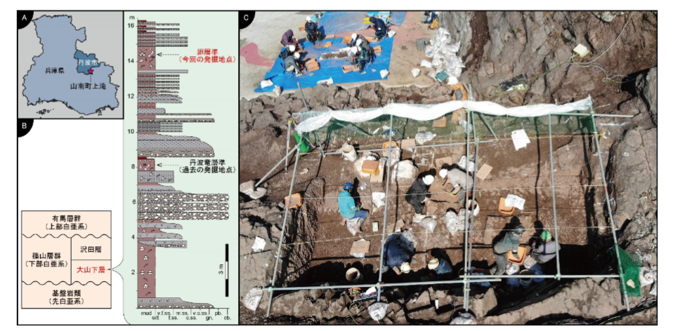 「世界最小」の恐竜の卵化石が兵庫県で発見される！　サイズはウズラの卵ほどの画像 2/8