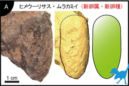 「世界最小」の恐竜の卵化石が兵庫県で発見される！　サイズはウズラの卵ほど