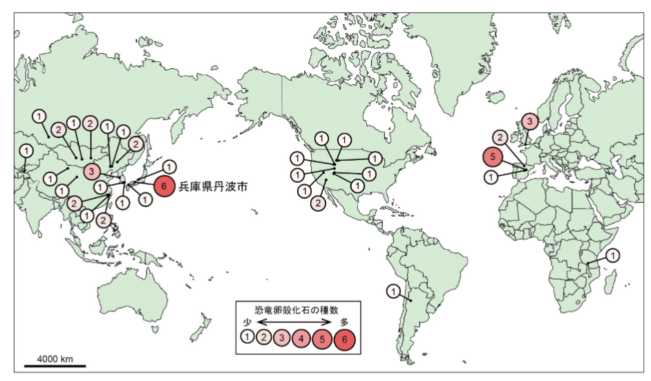 「世界最小」の恐竜の卵化石が兵庫県で発見される！　サイズはウズラの卵ほどの画像 8/8