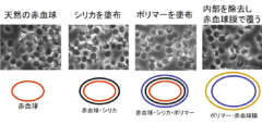 天然の赤血球より優れた人工の「超赤血球」が開発されるの画像 2/4