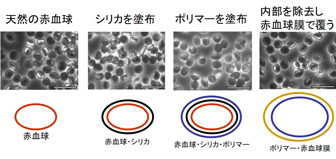 天然の赤血球より優れた人工の「超赤血球」が開発されるの画像 2/4