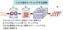 賞味期限が2倍になる!?　”絹のコーティング”が食品を長持ちさせると判明の画像 2/6