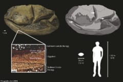 南極で見つかった丸い化石が「太古の巨大卵」だったと判明！　”長さ30cm”全生物のなかで2番目の大きさの画像 2/4