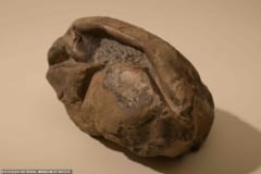 南極で見つかった丸い化石が「太古の巨大卵」だったと判明！　”長さ30cm”全生物のなかで2番目の大きさの画像 3/4