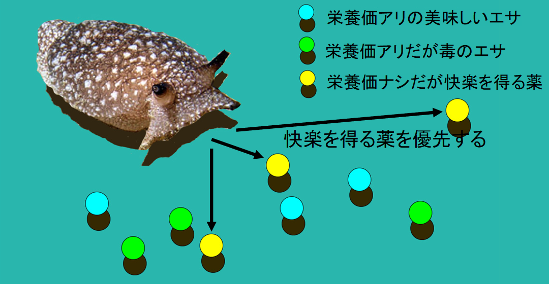 電脳ウミウシを薬物依存にするシミュレーションで、生物が”クスリ漬け”になる過程が明らかに