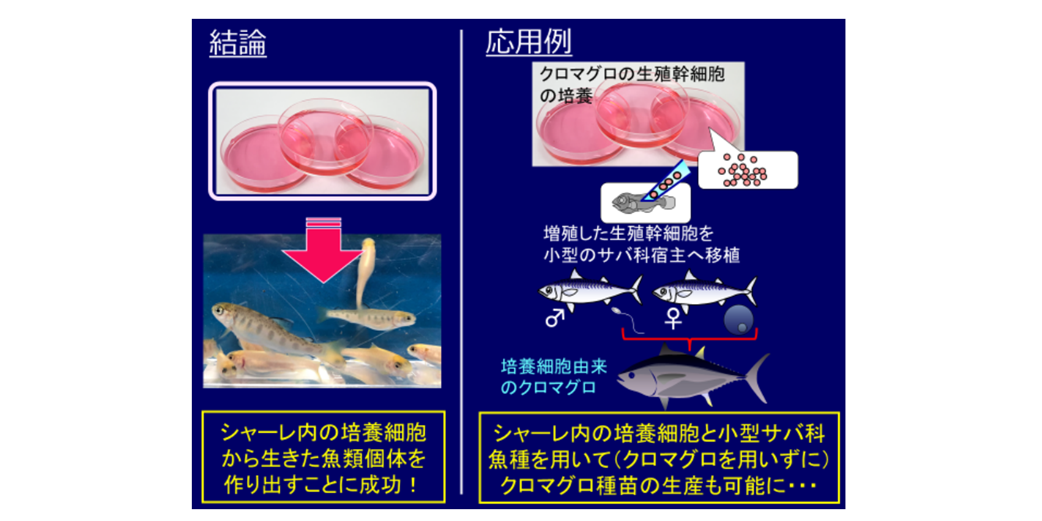 【史上初】試験管内の培養細胞を使って、代理父母魚に他人の子を産ませることに成功！ 　”サバがマグロを産む世界へ”