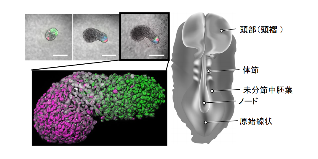 万能細胞から擬似的なヒト胚を造ることに成功！　命の宿っていない”初期胎児”を再現できるの画像 2/8