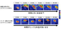 暑さをやわらげる「クーラー遺伝子」発見！　トウガラシを食べると涼しくなることが証明されるの画像 3/5