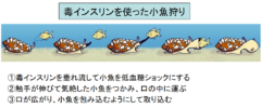 海の殺し屋”イモガイ”の「毒」が人間の糖尿病に効果あり！　毒薬変じて薬となる