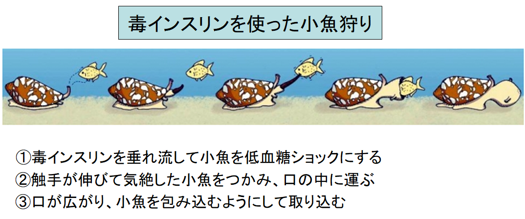 海の殺し屋”イモガイ”の「毒」が人間の糖尿病に効果あり！　毒薬変じて薬となる