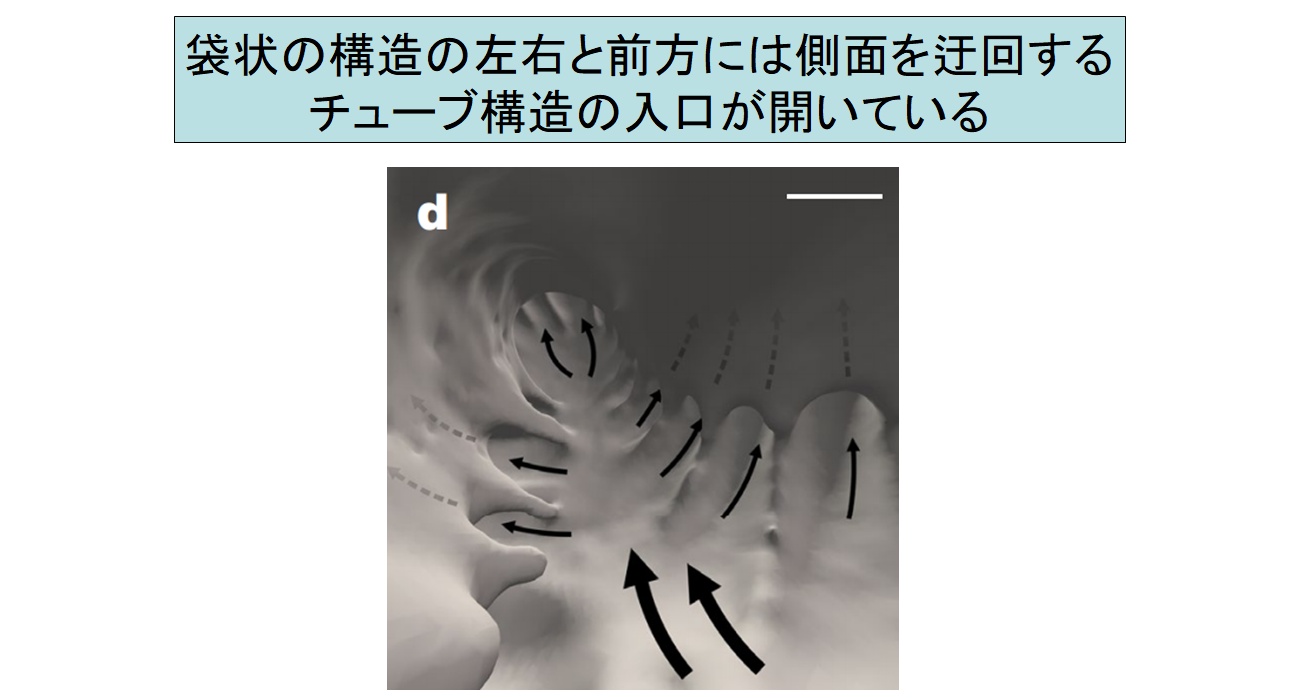 小さな海の生き物「ラーバシアン」は、粘液で自分の家を作る!?の画像 6/7