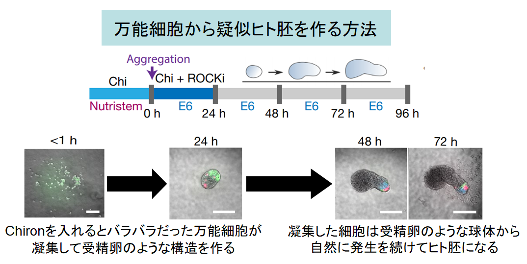 万能細胞から擬似的なヒト胚を造ることに成功！　命の宿っていない”初期胎児”を再現できるの画像 3/8